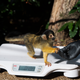 A squirrel monkey.(EPA/Hannah Mckay)
